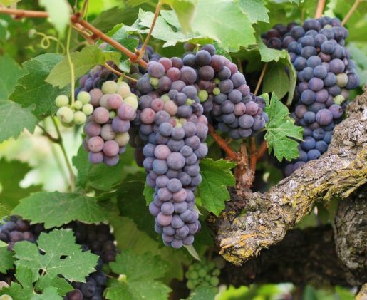 Zinfandel (Old Vine, USA)